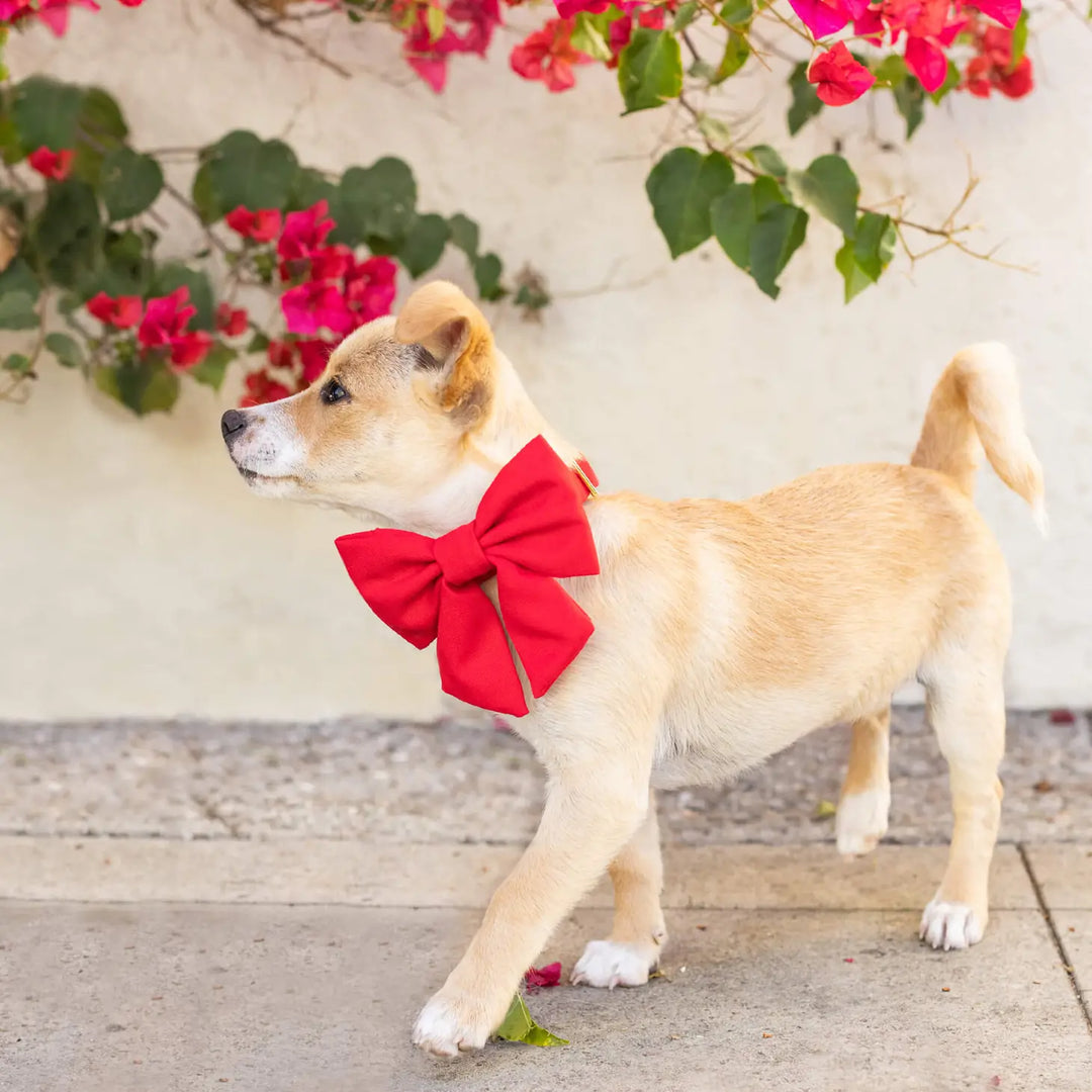 The Foggy Dog Valentines Bows