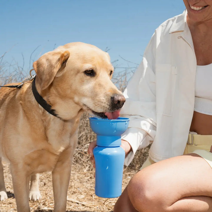 Springer Dog Travel Water Bottle | Flip 20 oz