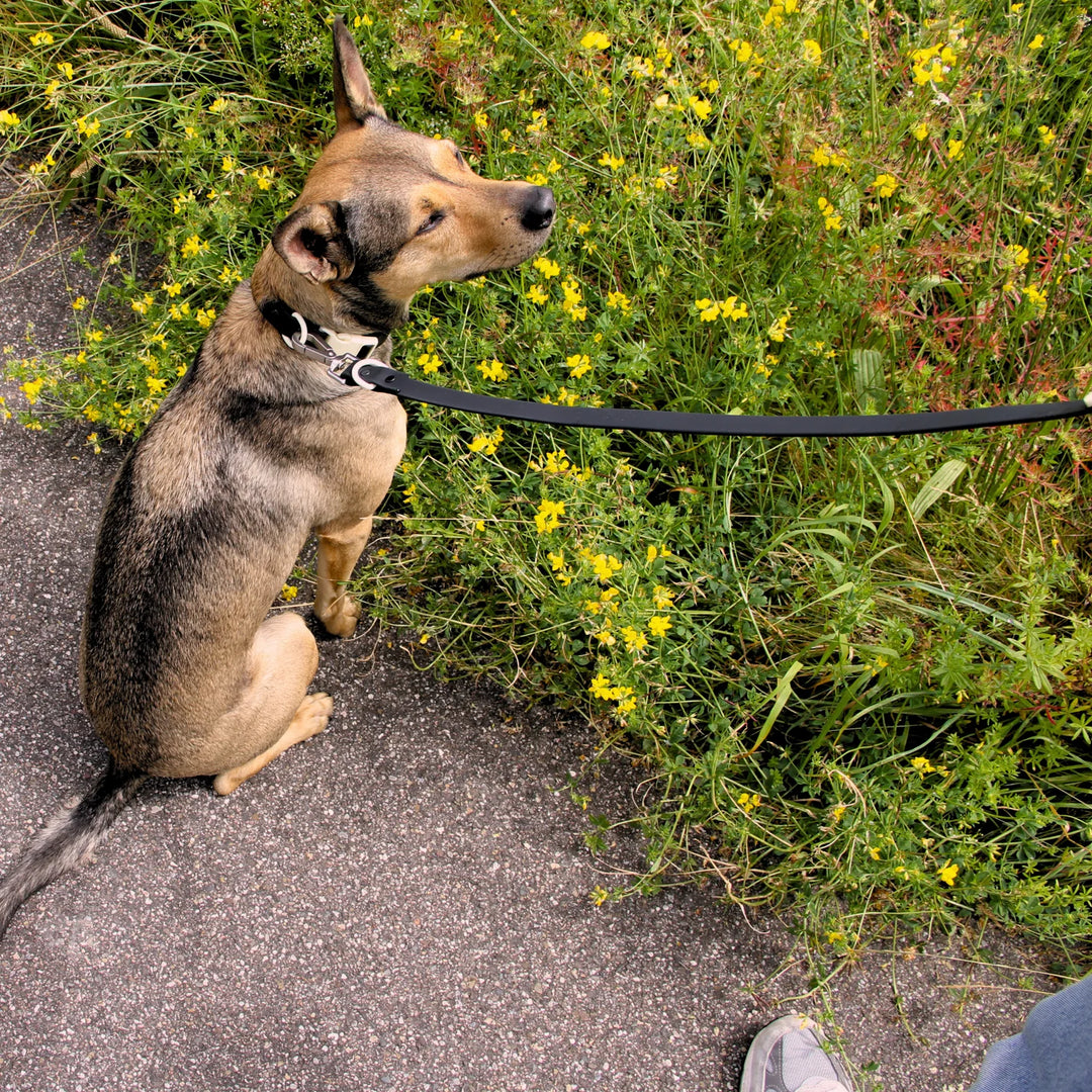 Approved By Fritz Hands-Free Leash