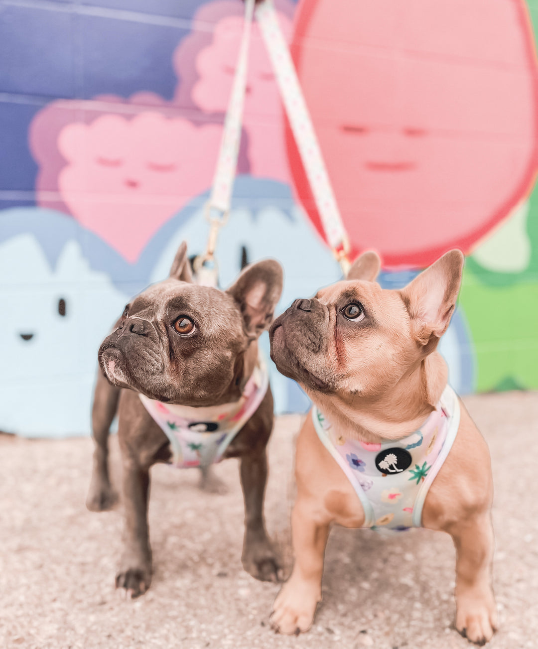 Island Dog Paradise Harness