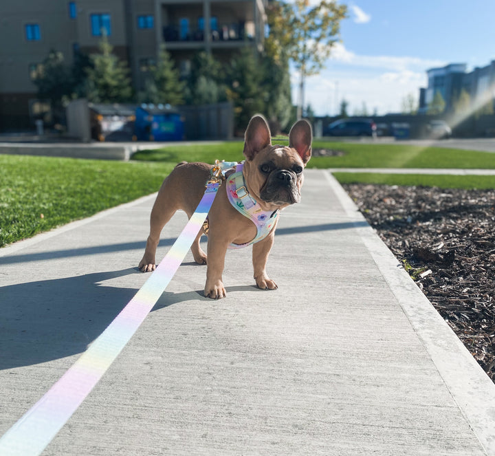 Island Dog Paradise Harness