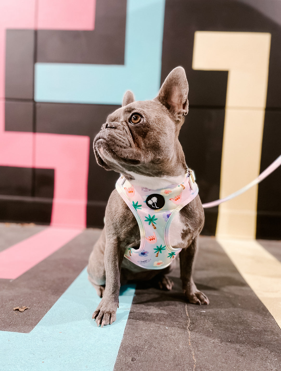 Island Dog Paradise Harness