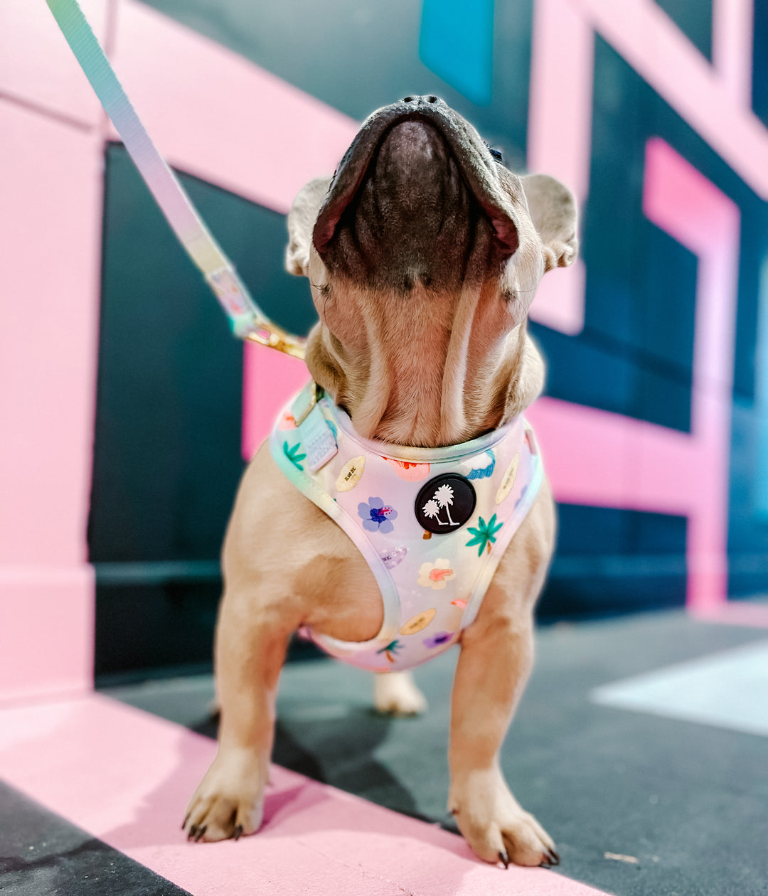 Island Dog Paradise Harness