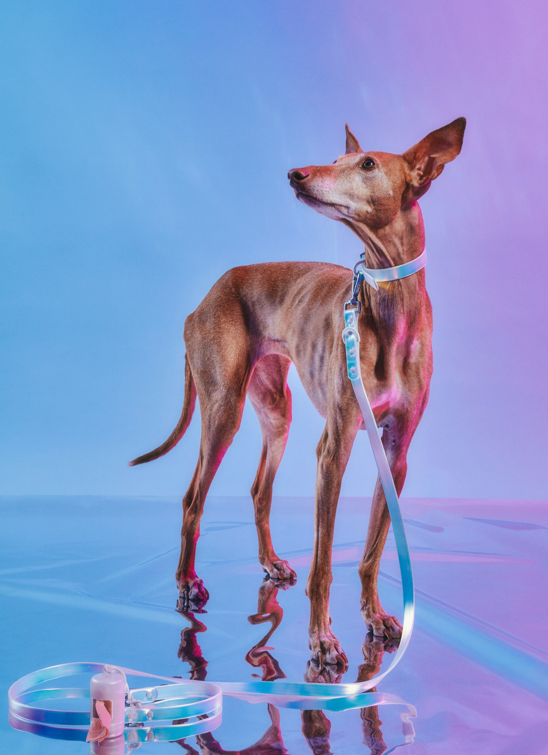 Wild One Holographic Dog Collar