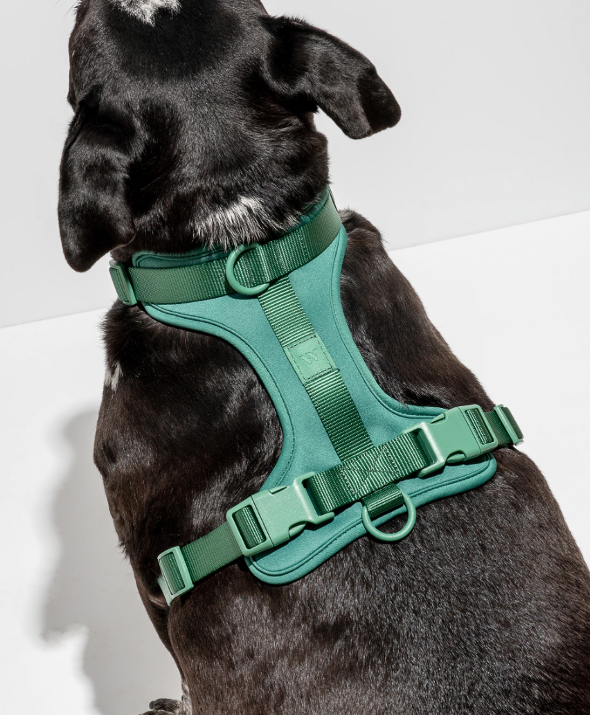 Wild One Harness