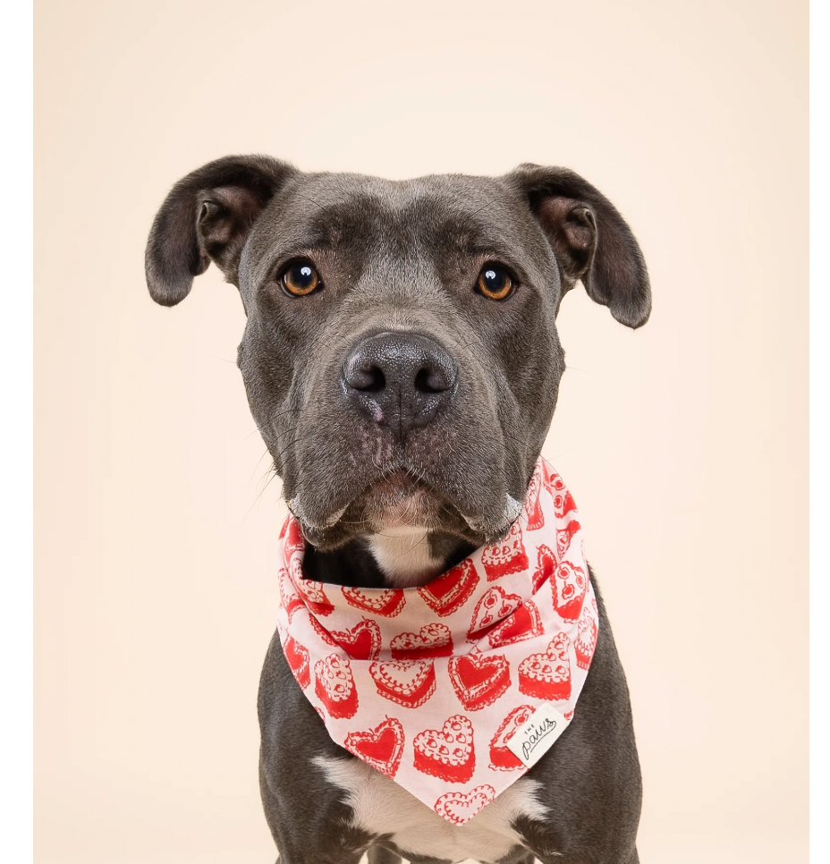 The Paws Kate Bandana