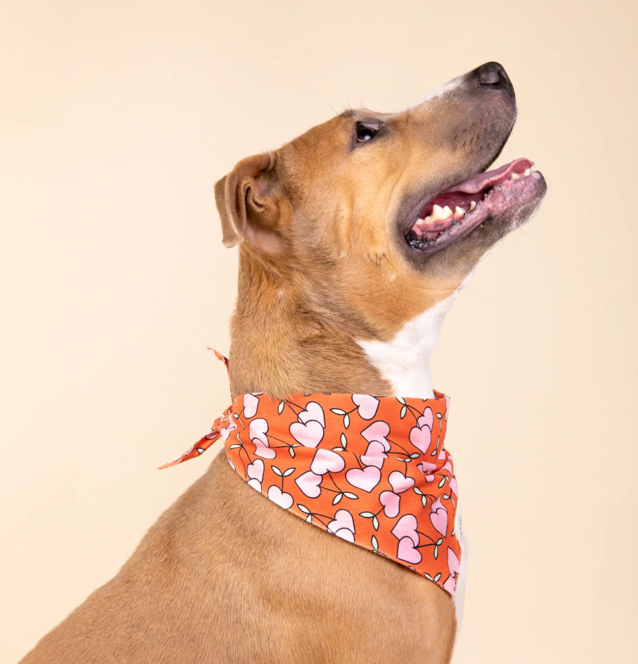 The Paws Cherrie Bandana