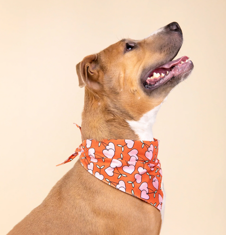 The Paws Cherrie Bandana