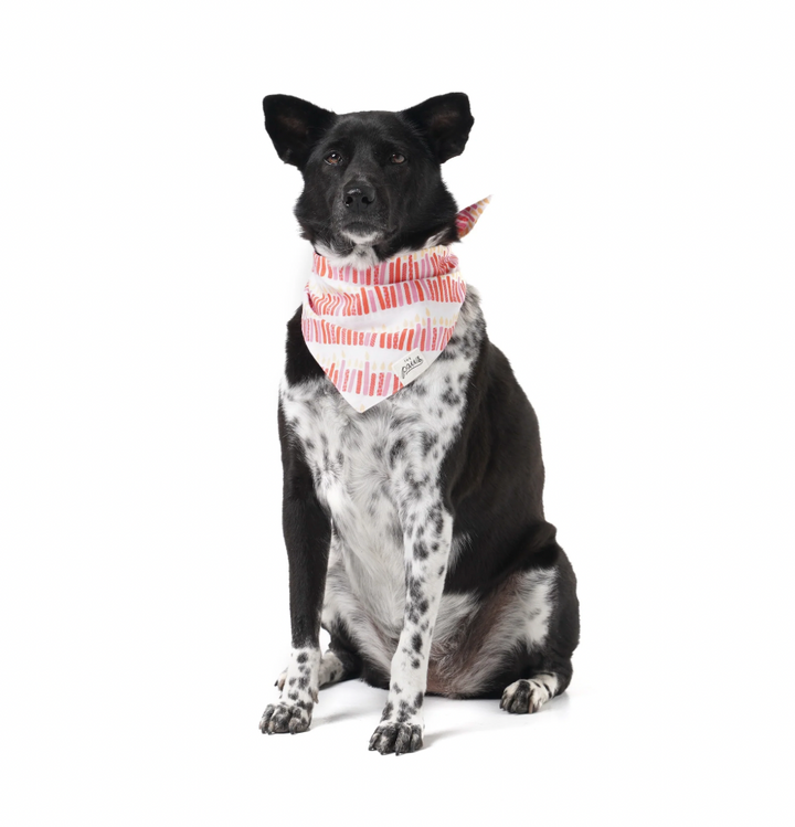 The Paws Wish Bandana