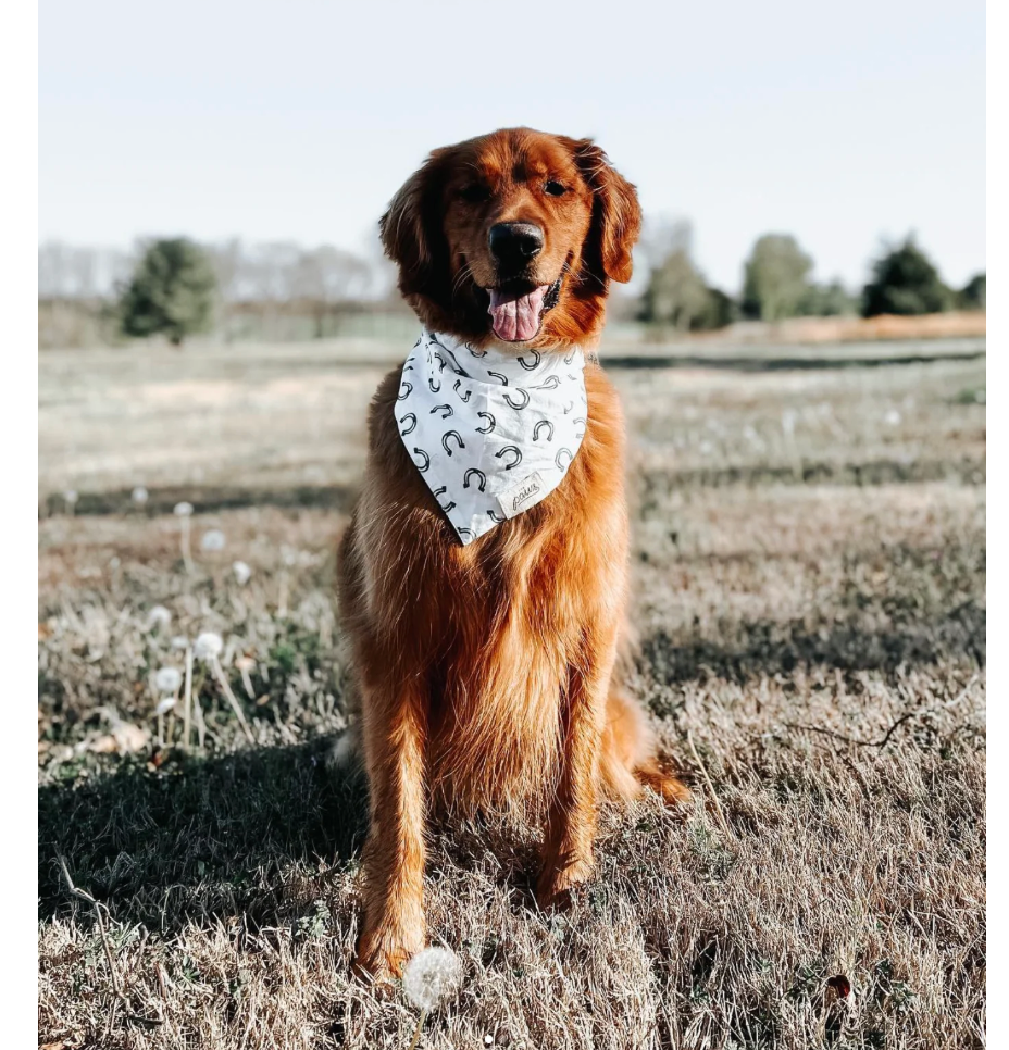 The Paws Luck Bandana