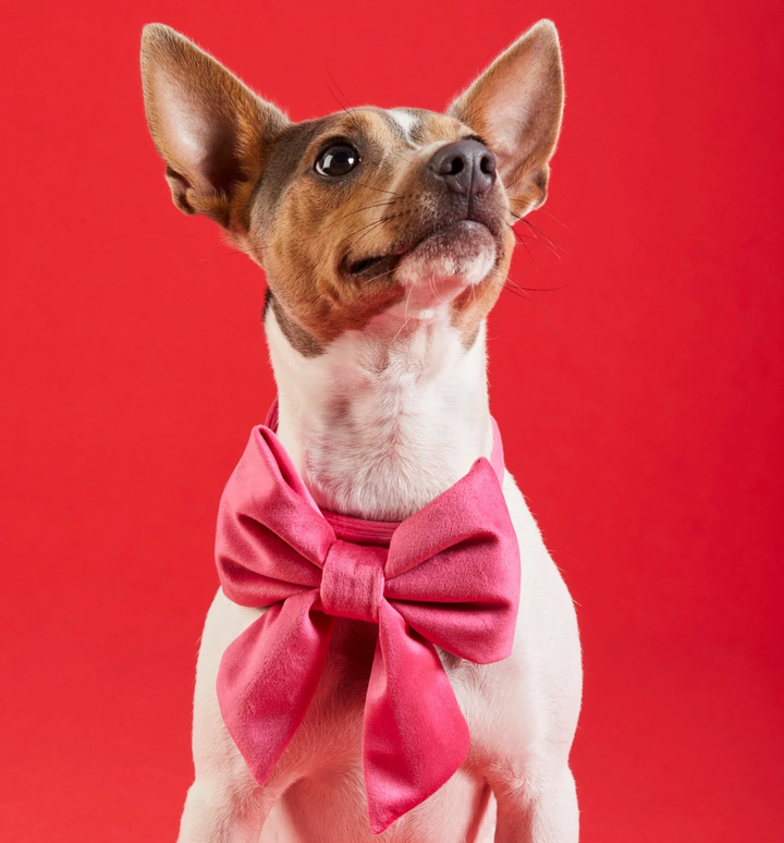 The Foggy Dog Hot Pink Velvet Lady Dog Bow