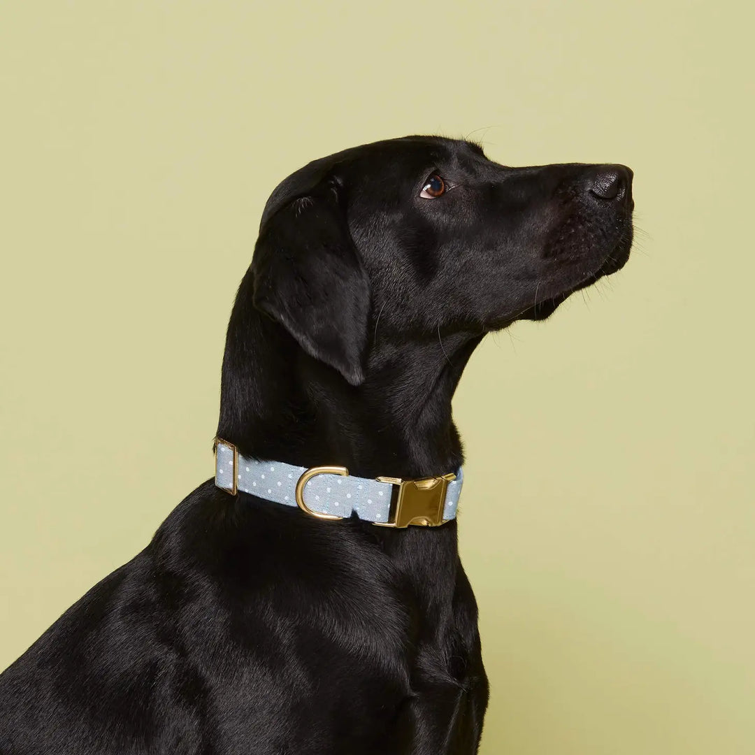 The Foggy Dog Chambray Dots Dog Collar