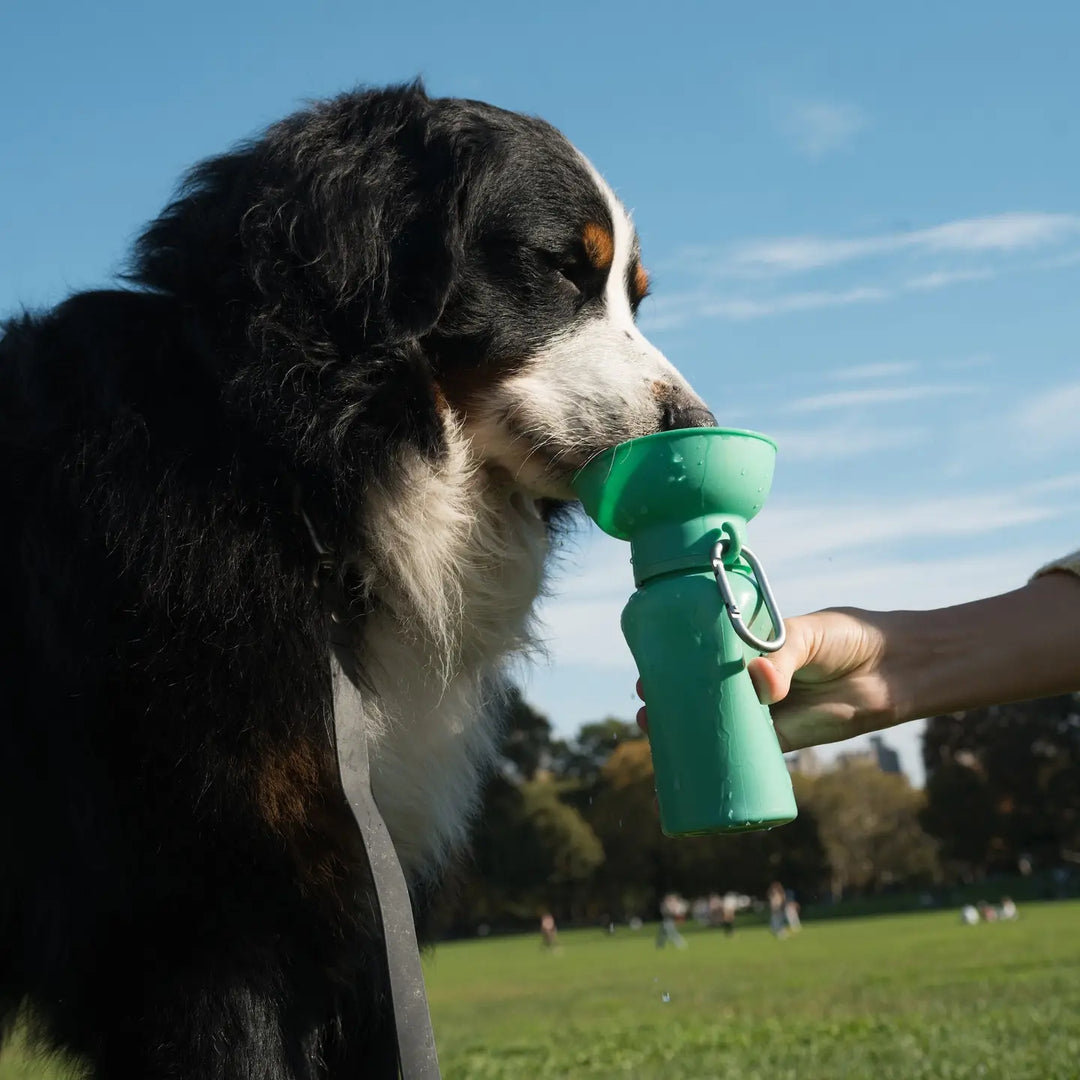 Springer Dog Travel Water Bottle | Flip 20 oz