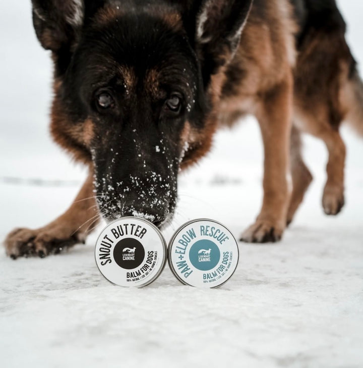 Legendary Canine Snout Butter For Dogs