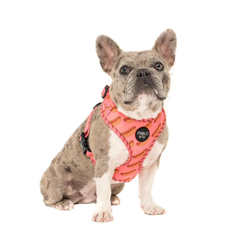 Pablo and Co Dog Harness