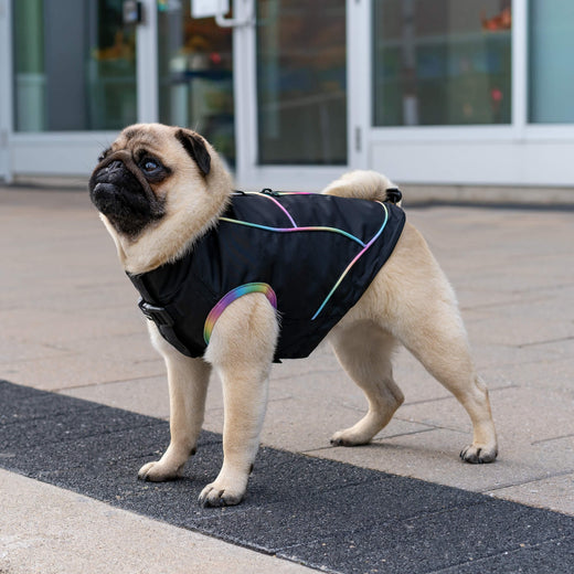 Canada pooch parka discount