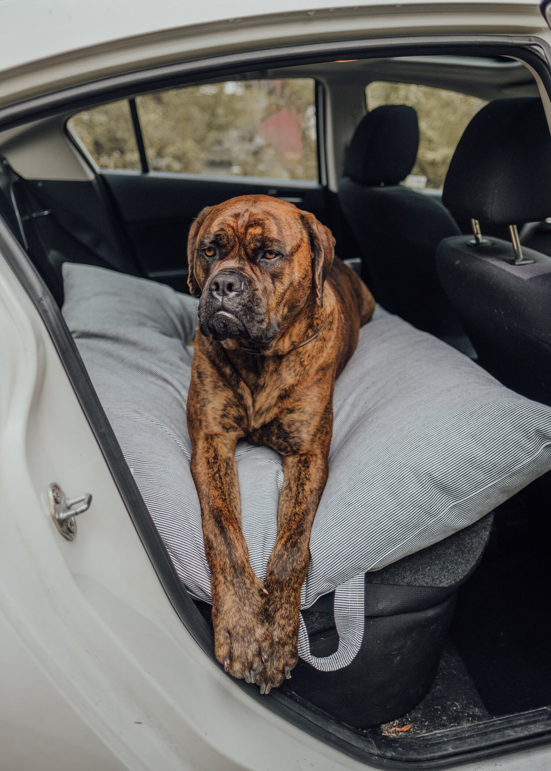 The Working Dog Co Cargo Bed