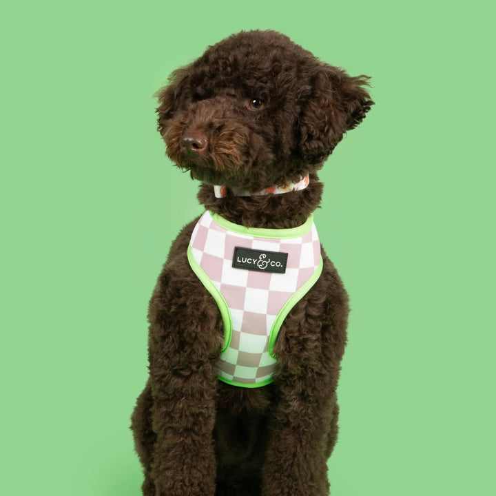Lucy & Co The Checked Out Reversible Harness